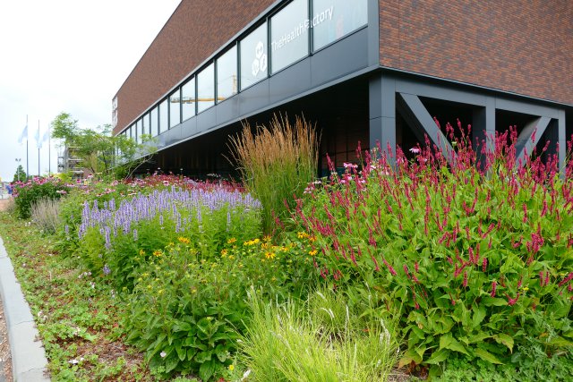 groene planten bij zwembad