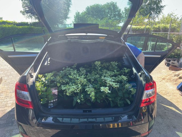 Auto vol met planten