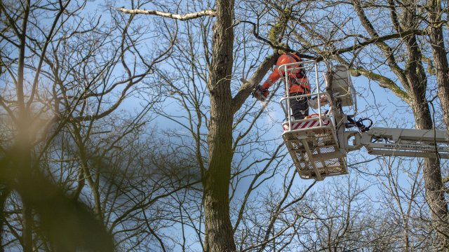 Cyclisch onderhoud Houtopstanden